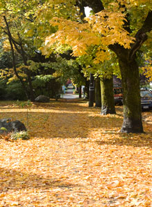 kitsilano trees