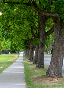 Catalpa tree kitstreemap