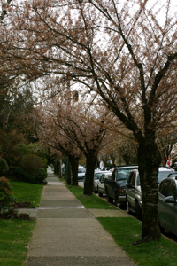 Flowering cherry