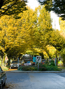 European hornbeam