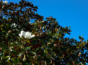 magnolia tree kitsbeach