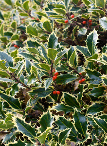 English holly tree