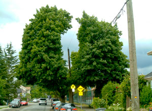 Pruned tree in kitsilano