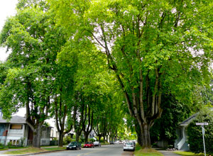 kitstreemap tulip trees