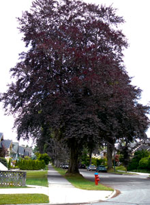 Copper beech tree