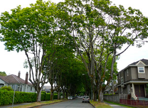 kitstreemap trees