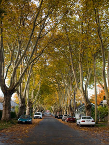 london plane trees