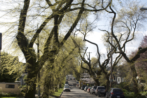 commercial drive trees
