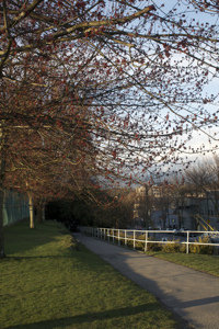 commercial drive trees