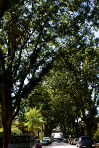 Commercial drive trees