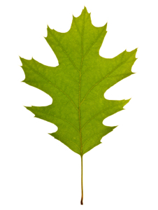 macro leaf commercial drive