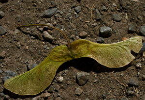 commercial drive trees