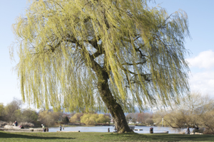 commercial drive tree
