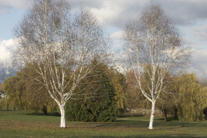 willow in trout lake