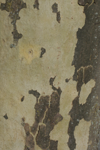 London plane bark