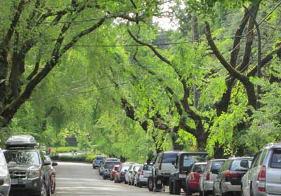 Vancouver street tree - elm