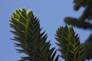 monkey puzzle leaf