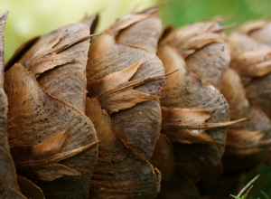 douglas fir cone