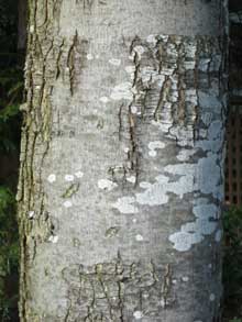 Bark ID