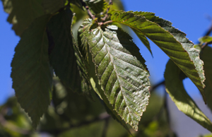 commercial drive trees