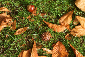 horse chestnut leaf