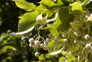 commercial drive trees
