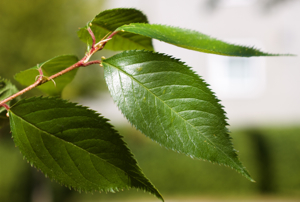 commercial drive trees