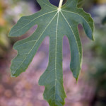 Street Tree Identification: Fig Tree