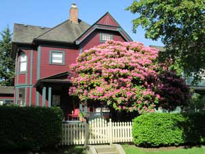 Vancouver Street Trees