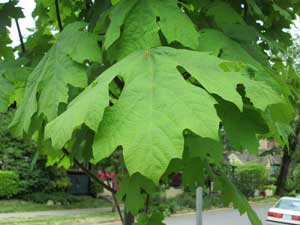 Big-leaved maple