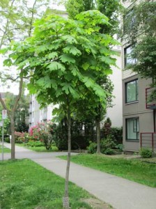 Vancouver street tree