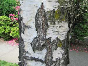 West End Tree Map Bark ID