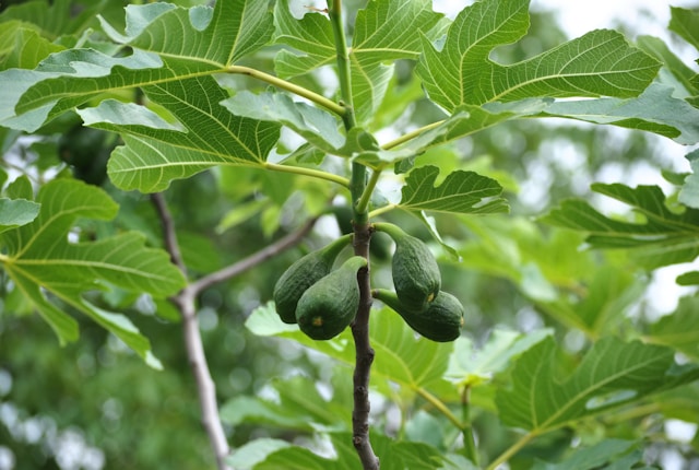 FIg tree identification leaf