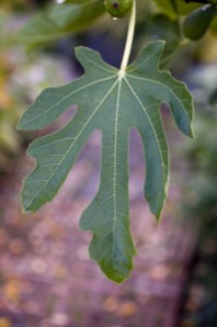 Fig Tree ID